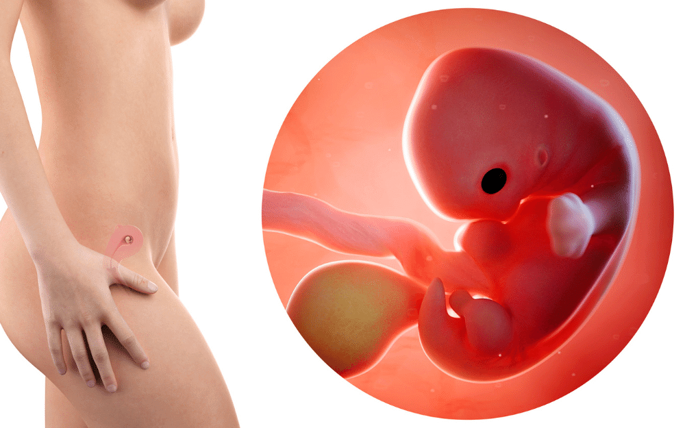 fetus development: 2 month pregnancy