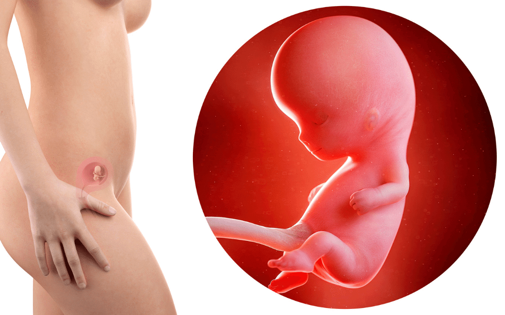 fetus development: 3 month pregnancy