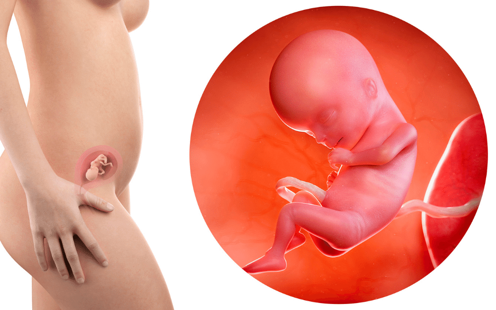 fetus development: 4 month pregnancy