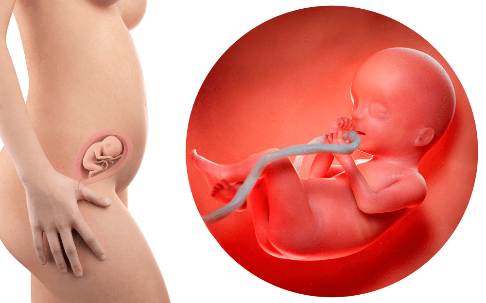 fetus development: 5 month pregnancy