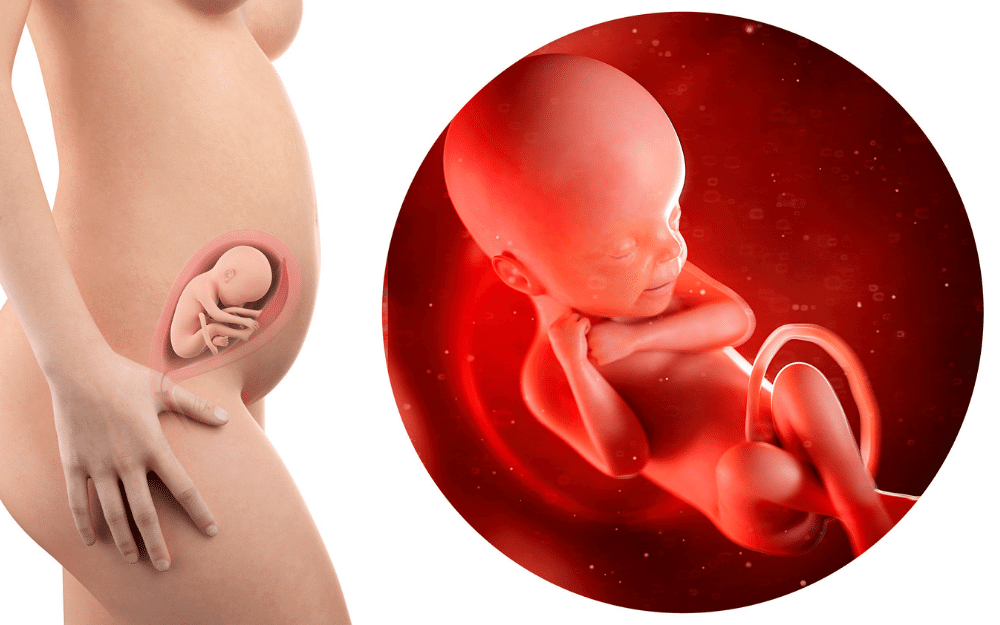 fetus development: 6 month pregnancy