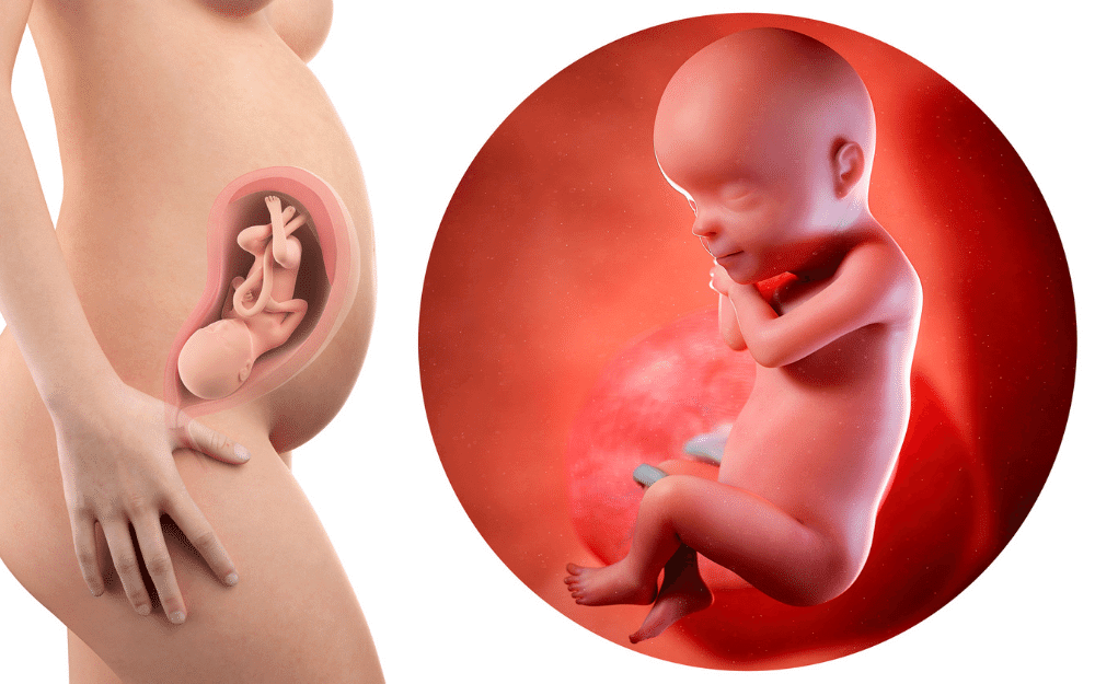 fetus development: 7 month pregnancy