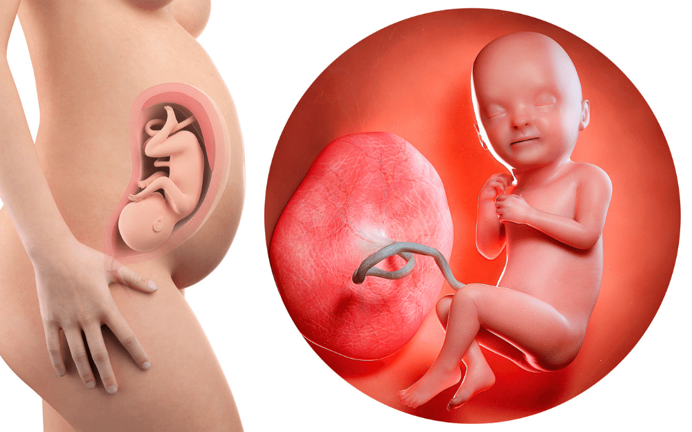 fetus development: 8 month pregnancy