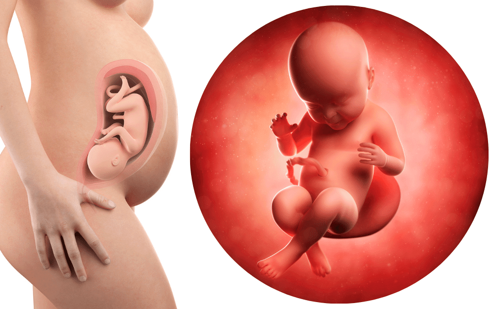 fetus development: 9 month pregnancy