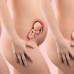 Pregnancy monthly development